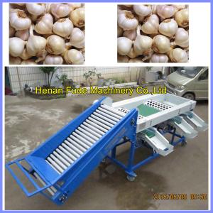 China Garlic grading machine , onion sorting machine wholesale