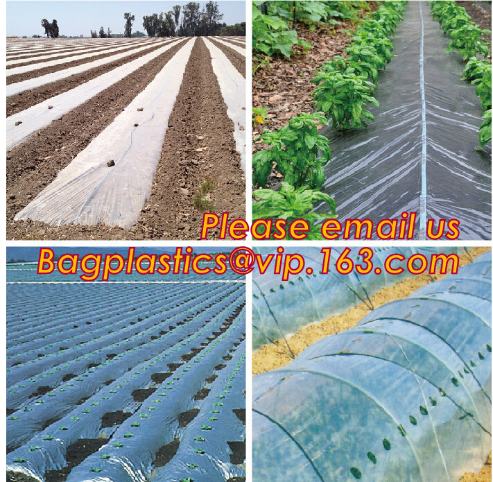 HOTICULTURAL MULCH FILM,AGRICULTURAL PE FILM,MARKET GARDENERS CLOCHE FILM,PE FILM FOR CORN,PLASTIC FILM COVER,TOMATO COV