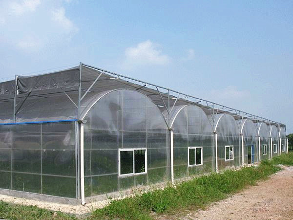 Agriculture PC Sheet Greenhouse Fashionable Appearance With 3 Roofs Every Span