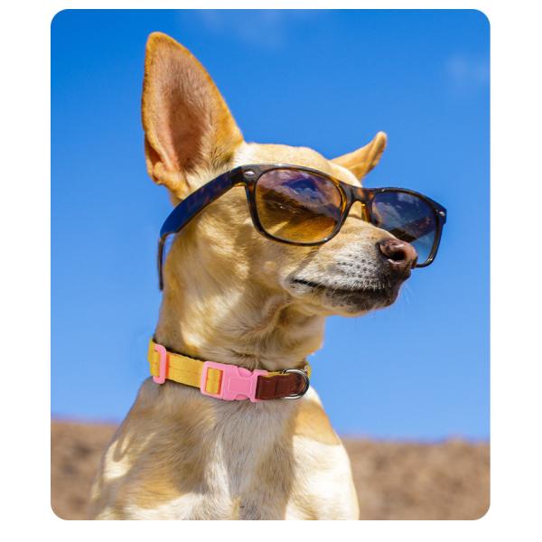 Pet Lightweight Multicolor Anti-Escape Pet Collar And Leash Set For Training Walking Dogs