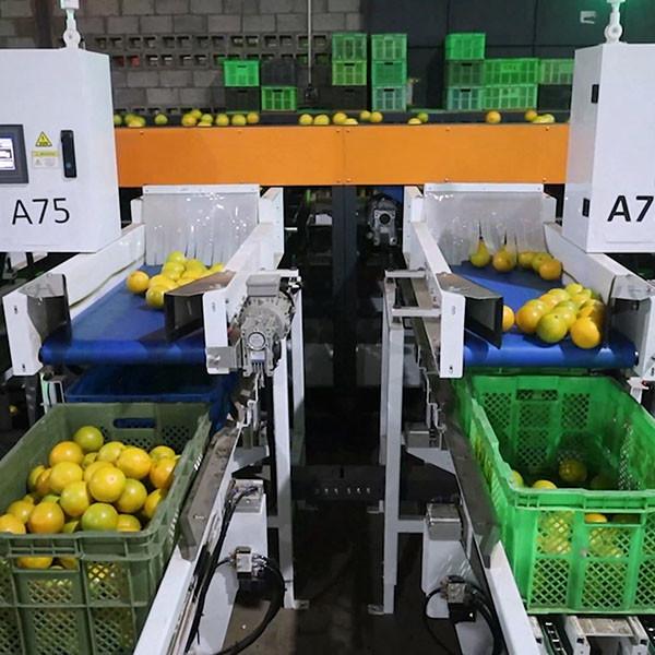 SS304 Orange Sorting Machine Elevating Citrus Processing Labor Replacement Value