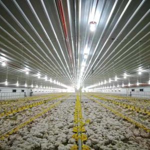 China Golden Supplier Broiler Feed Pan For Chicken House on sale