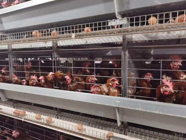 Quality High Efficiency Automatic Chicken Cage H Type  Free Layout Design for sale