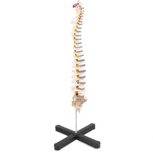 China Compact Medical Plastic Simulation 3kgs Vertebral Column Model 80cm wholesale