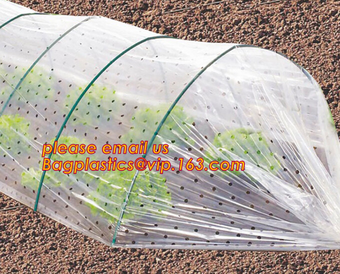 HOTICULTURAL MULCH FILM,AGRICULTURAL PE FILM,MARKET GARDENERS CLOCHE FILM,PE FILM FOR CORN,PLASTIC FILM COVER,TOMATO COV
