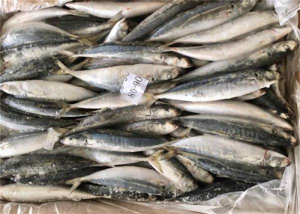 Quality Decaptromateus Macrosoma 80g 90g Bulk Frozen Sea Baits for sale