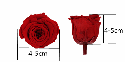 5-6cm Eternal Everlasting Preserved Rose Heads A Grade