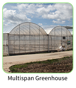 Single Layer Rain Shelter Greenhouse with Small Spire Top or Round Top for Grape and Cherry Cultivation