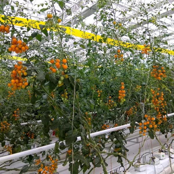 Quality Strong And Flexible Tomato Twine For Easy Plant Support And Training UV Stabilization for sale