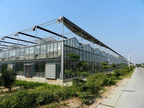 Quality Bay Width 4 / 6m Gothic Arch Greenhouse , Garden Galvanized Steel Greenhouse for sale