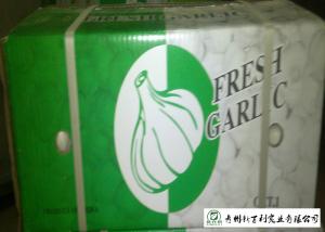 HACCP / GAP Standard Chinese Garlic 4.5 / 5.0 Cm Size Own Plantation