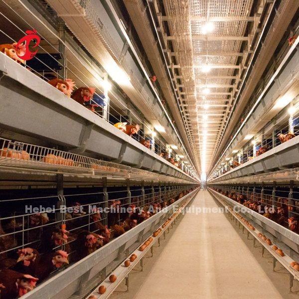 Quality A H Type Full Automatic Poultry Farming Battery Cage System Star for sale