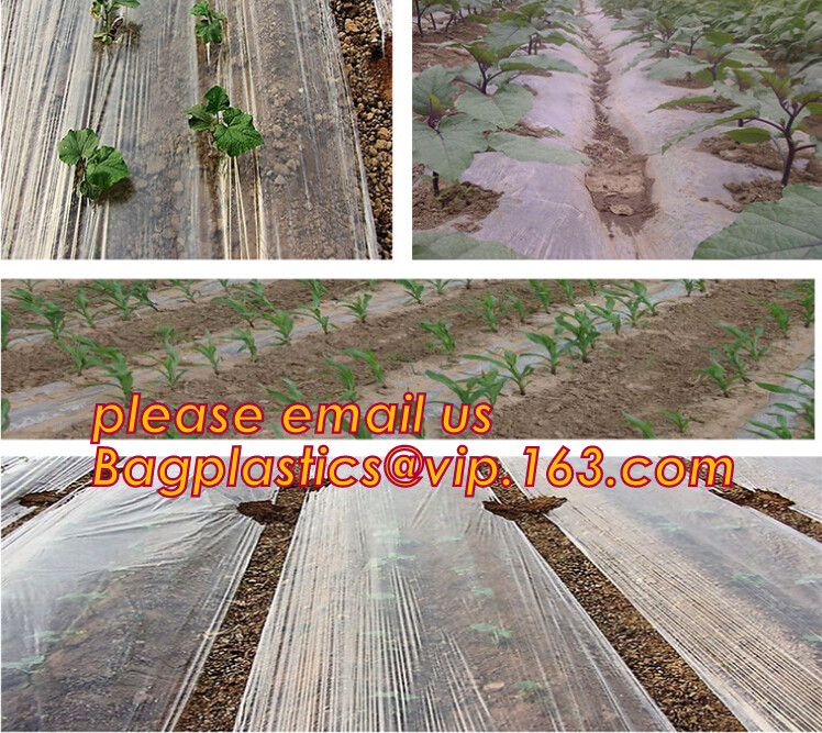 HOTICULTURAL MULCH FILM,AGRICULTURAL PE FILM,MARKET GARDENERS CLOCHE FILM,PE FILM FOR CORN,PLASTIC FILM COVER,TOMATO COV