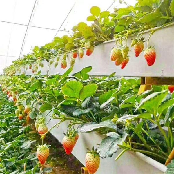 Quality Indoor Farming Custom Soilless NFT Hydroponic System Nutrient Solution Cultivation for sale