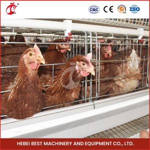 Sturdy White Poultry Cage System For 96-200 Birds Galvanized Steel Structure Star