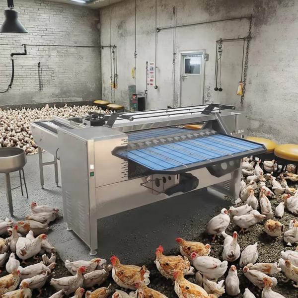 Quality Egg Sorter Machine Egg Grading Machine Egg Weight Grading Machine for sale