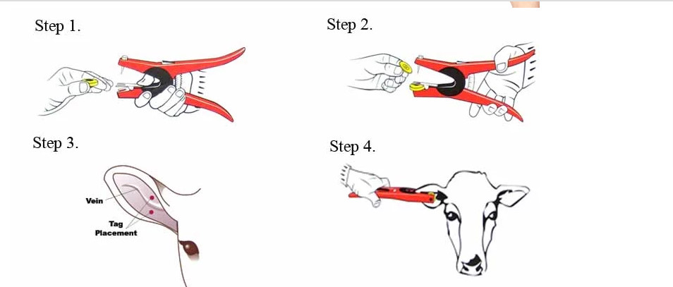 Low Frequency Rfid Livestock Tags For Cattle Cow Identifications