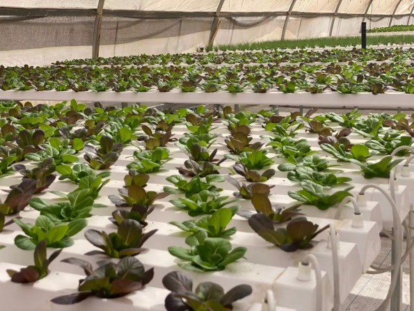 Greenhouse Hydroponic Vertical NFT Hydroponic System Soilless Vegetable Planting Troughs