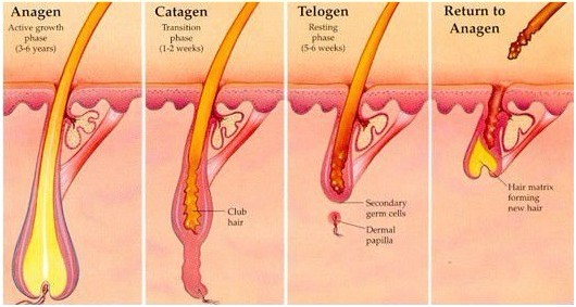 Beauty Salon Beard / Armpit Diode Laser Hair Removal Machine 810nm For Women