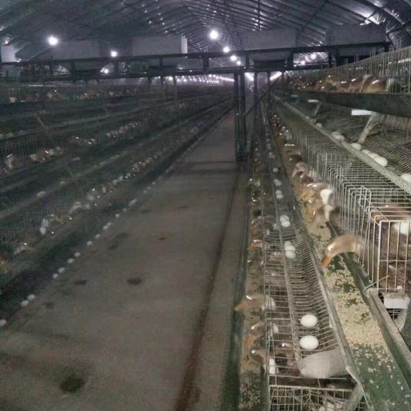 A Frame Chicken Layer Duck Breeding Farming Cage For Poultry Farm