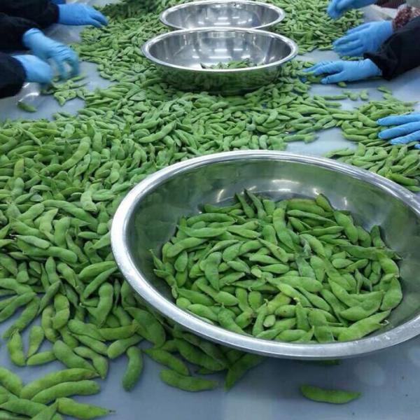 Quality Crop Iqf Frozen Edamame Soybeans Frozen Green Edamame Frozen Soybean In Pods for sale