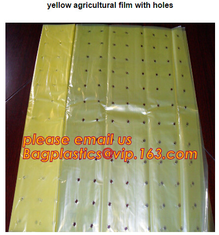 HOTICULTURAL MULCH FILM,AGRICULTURAL PE FILM,MARKET GARDENERS CLOCHE FILM,PE FILM FOR CORN,PLASTIC FILM COVER,TOMATO COV