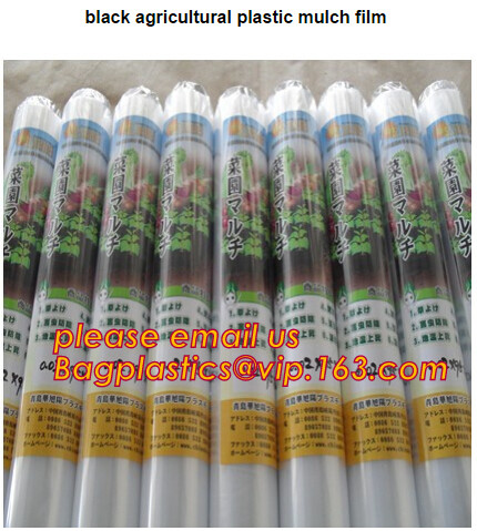 HOTICULTURAL MULCH FILM,AGRICULTURAL PE FILM,MARKET GARDENERS CLOCHE FILM,PE FILM FOR CORN,PLASTIC FILM COVER,TOMATO COV