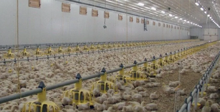 Natural Lighting Deformation Resistance Prefabricated Steel Structure Chicken House