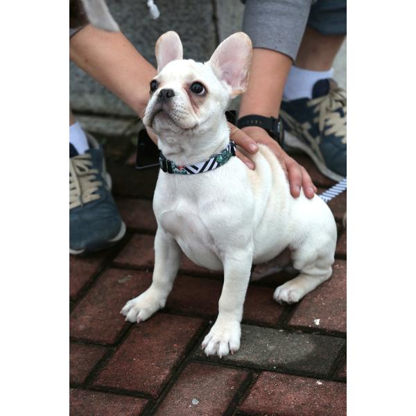 No Pull Cactus Print Dog Collar Harness
