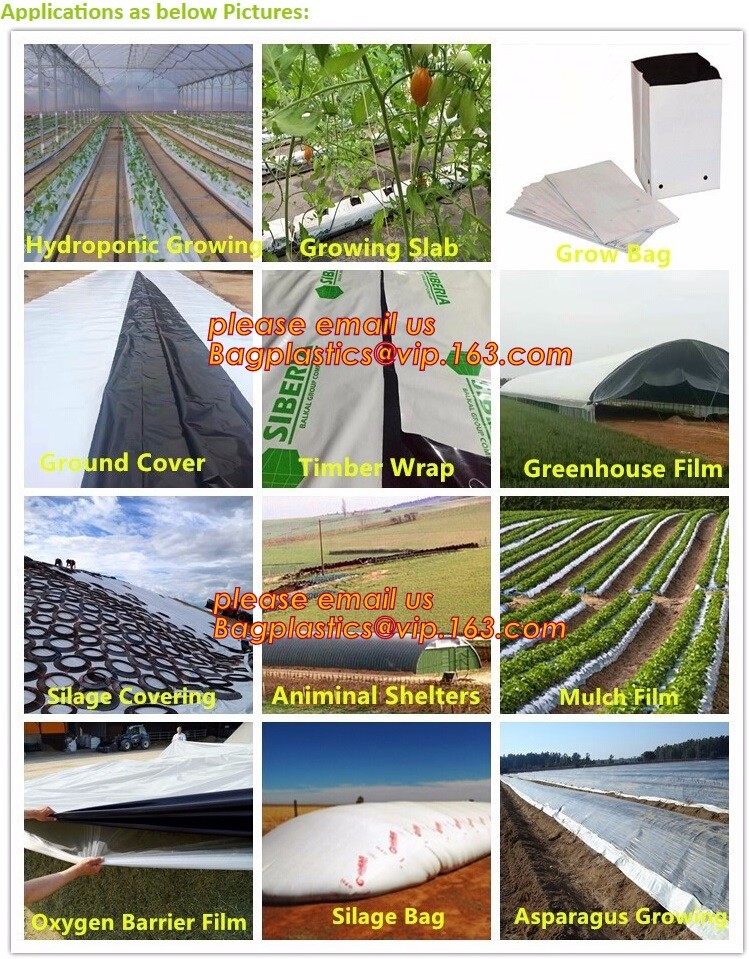 HOTICULTURAL MULCH FILM,AGRICULTURAL PE FILM,MARKET GARDENERS CLOCHE FILM,PE FILM FOR CORN,PLASTIC FILM COVER,TOMATO COV