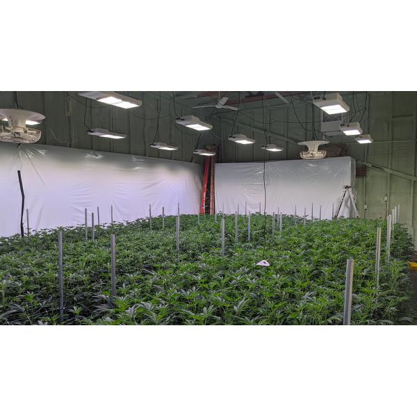 800W Greenhouse LED Grow Lights Replace Traditional HPS Lamps