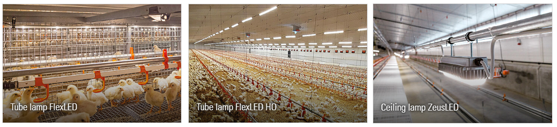 10000 Chickens Prefabricated Steel Tolerance ±1% for Chicken and Duck Farm Structures