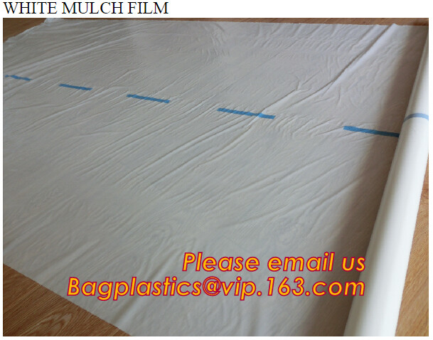 HOTICULTURAL MULCH FILM,AGRICULTURAL PE FILM,MARKET GARDENERS CLOCHE FILM,PE FILM FOR CORN,PLASTIC FILM COVER,TOMATO COV