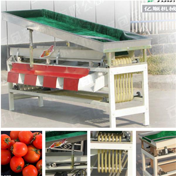 Quality Cherry tomato grading machine YSXT-1C for sale