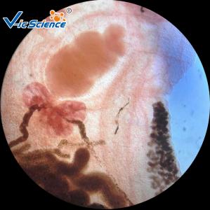 China High Grade Parasitology Slides 30 Pcs / Set Parasitology Parepared Slides wholesale