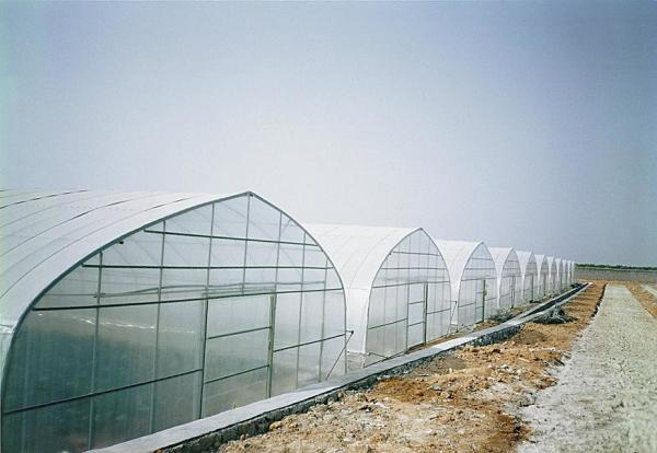 Simply Structure Single Tunnel Greenhouse Dustproof Anti Mildew With Insect Net