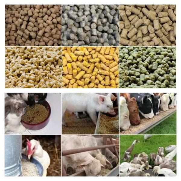 Poultry Feed Pellet Mill Machine Rabbit Chicken Feed Pellet Machine Pig Cattle