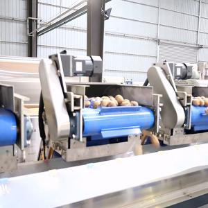 China 1 Ton Output 380V Walnut Shelling Machine Auto Production Line With CE Certification wholesale
