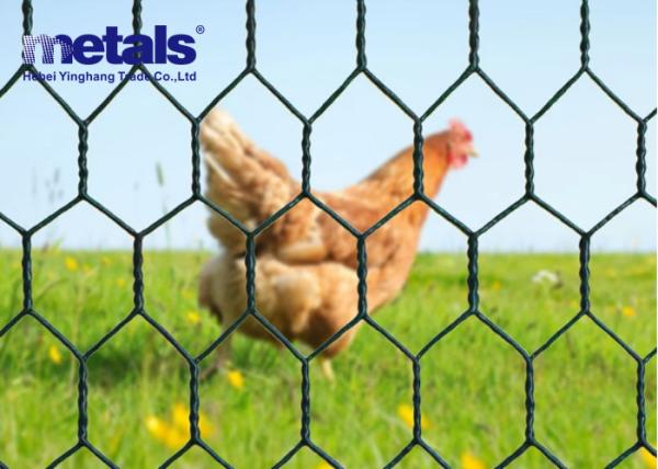 Quality PVC Coated Chicken Hexagonal Wire Mesh Netting Green 1" Hole OEM for sale
