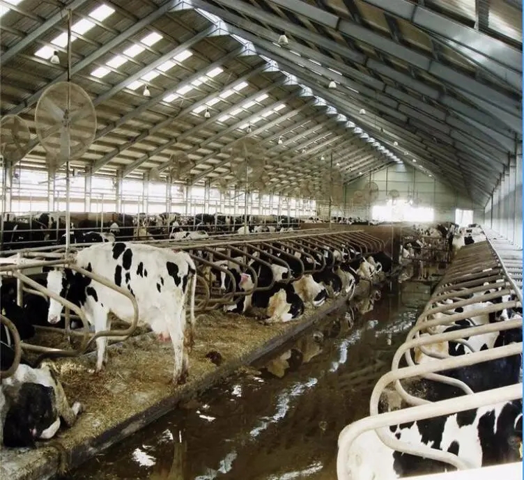 Improved Productivity Prefab Steel Structure Dairy Cow Shed Farm