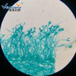 Professional Reliable Prepared Microscope Slides Botany Slides 30pcs