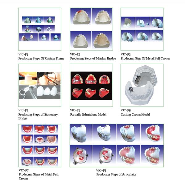 Producing Steps Of Marilan Bridge Dental Study Models For Teeth Teaching