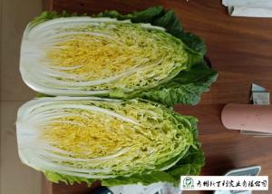 Big Size Fresh Chinese Cabbage Own Plantation Supply To Supermarket