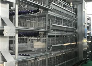 Feed System Poultry Keeping Equipment  Easy Use Convenient Management