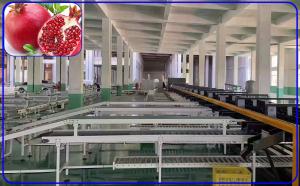 China High Speed Pomegranate Sorting Machine 2 Channel Intelligent For Size And Breakage wholesale