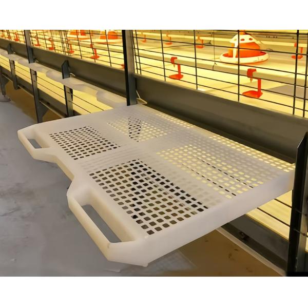 Size Customized Steel Poultry House Broiler Poultry Shed With Automatic Equipment