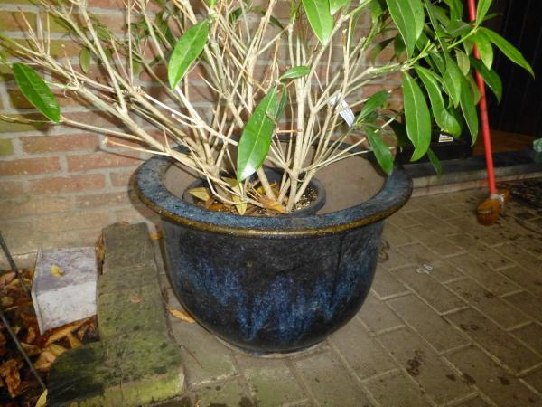 Quality Ceramic Flower Pots Jun Pots for sale