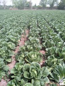 China No Pesticide Fresh Chinese Cabbage Grows In Village Without Pollution wholesale