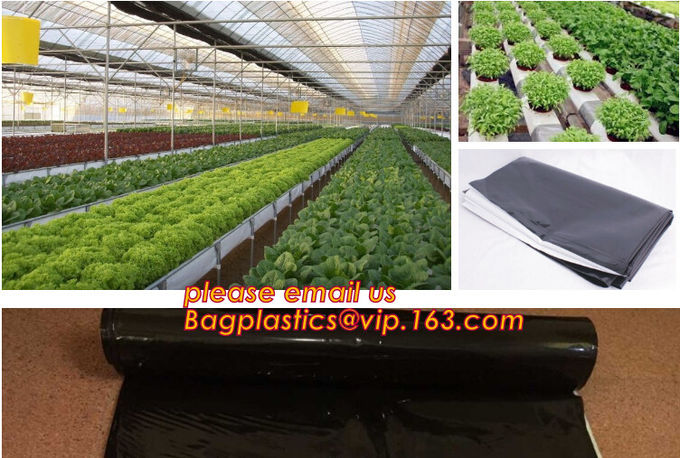 HOTICULTURAL MULCH FILM,AGRICULTURAL PE FILM,MARKET GARDENERS CLOCHE FILM,PE FILM FOR CORN,PLASTIC FILM COVER,TOMATO COV