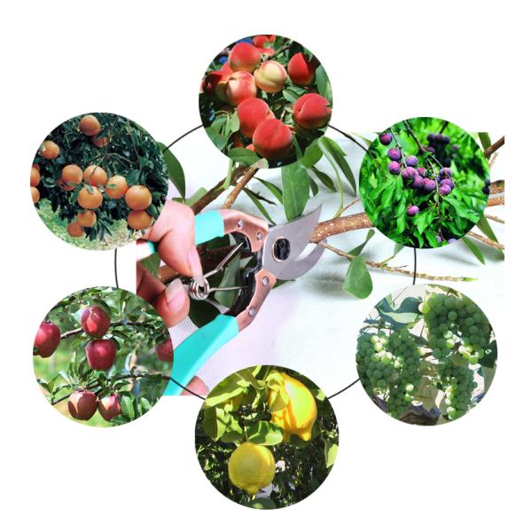 High Hardness Fruit Picking Grape Garden Pruning Scissors Flower Shears 350G